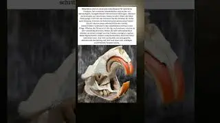 🦫🔧 Der selbstsch&auml;rfende Mei&szlig;el der Natur