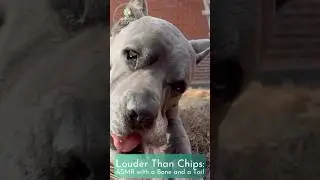 ASMR with a Bone and a Tail #DogASMR, #BoneCrunch #FunnyDog, #ASMRForFun #DogChewing, #PetRelaxation