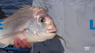 Finding snapper with your sounder