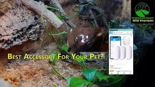 Best Thermometer and Hygrometer For Tree Frogs