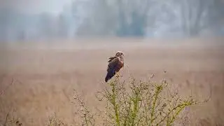Marsh Harrier and Heron