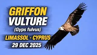 Griffon Vulture  (Gyps fulvus), Limassol - Cyprus 29 Dec 2025.
