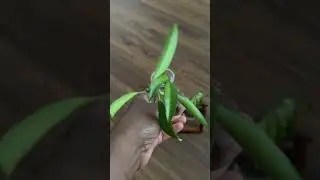Give it Up For the Roots🌱:#propagatingplants #hoyaplants #youtubeshorts #rootingplants