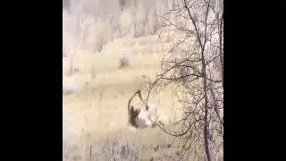 &iquest;cu&aacute;nto tiempo puede vivir un le&oacute;n cuando es mordido por una serpiente  venenosa?