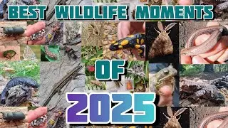 THE BEST WILDLIFE MOMENTS OF 2025