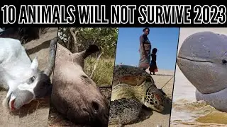 Top 10 endangered animals | Animals that will be extinct by 2023 |