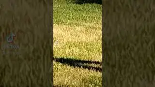 Two rabbits playing in my backyard! #rabbit