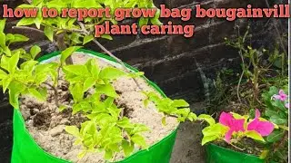 How to report bougain Villa plant#garden #houseplants #greenrooftop #trend#viral