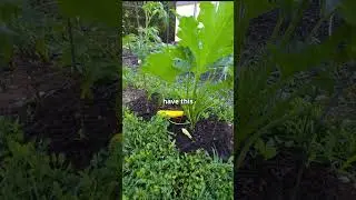 Garden Morning Walk #gardening #virginia #zone7gardening