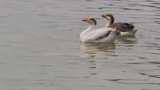 Beautiful Ducks #beautifulducks #duck #playingduck #lovelyduck #playingducks