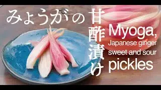 みょうがの甘酢漬け　 Myoga pickles- Japanese ginger sweet and sour pickles