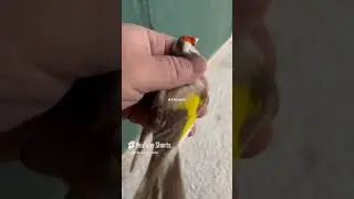 Stieglitz Major Goldfinch 🦅 Mutation Isabell Майор Щегол