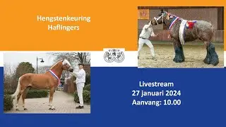Hengstenkeuring Haflingers 2024