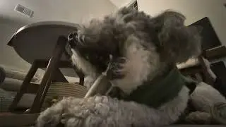 POV you're an ant watching a toy poodle chew an antler ( ASMR lo-fi )