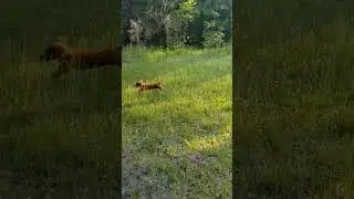 Running dog with flappy ears. #dachshund #dog #dachshundpuppy #running dog #cutedog #cute dachshund