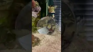 Inverted Bottle Pest Trap - catching coral eating peppermint shrimp
