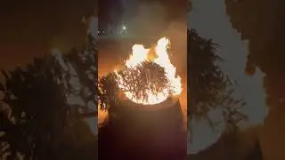 What happens when you burn a Christmas tree! #shorts #youtubeshorts #adventure #beach #fire #tree