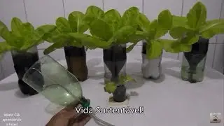 Como plantar Alface - Vaso Auto Irrigável em Garrafa Pet, passo a passo