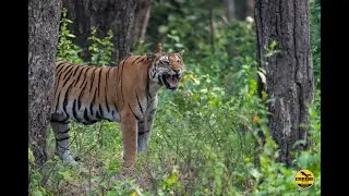 WILDPIX TRAVEL - WILD INDIA PHOTO TRIP