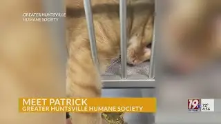 Adoptable Pets: Patrick | June 13, 2025 | News 19 at 4:30 p.m.