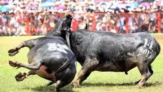 Amazing Buffalo Fight | Hai Luu Viet Nam Festival 2018| [ 29 vs 01] 17 01 2018