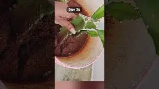 How to propagate dragon fruit plant from cuttings # 33 #dragonfruit #plant #terracegarden #shorts