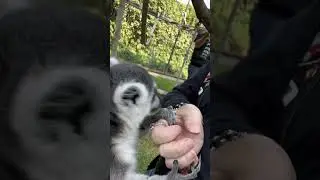 Feeding Lemurs at Chahinkapa Zoo