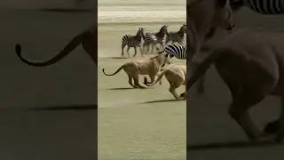 Lion Hunts and Takes Down Zebra | Real Predator Kill | Wildlife Documentary #wildlife #king