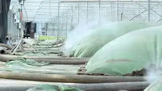 Soil sterilization with steam (Sterilization making Why and how to do it Information)