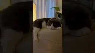 Scottishfold cat🥰 #cat #cutecat #catshorts #funnycat #kitten #catlovers #babycat #love