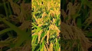 চাচারে জিগাই ছিলাম ভোটটা দিবেন কোনখানে #election #new #youtubeshorts #foryou