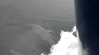 Bottlenose dolphins under the Skye Bridge