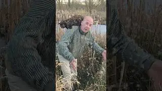 Семена камыша широколистного (Typha latifolia) #собирательство #пруды #пермакультура #кот #выжива...