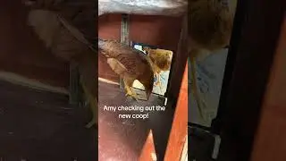 #chickenso #niiiceeeee #newcoop