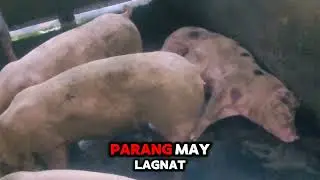 HOW TO CURE A PIG THAT IS NOT EATING WELL AND HAS A COUGH