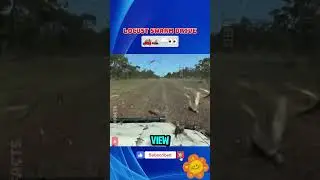 Caught in a Locust Invasion While Driving