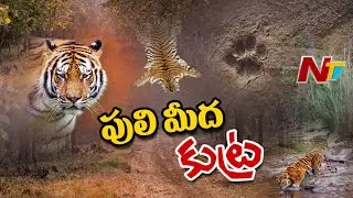 పులి మీద కుట్ర | Special Focus on Missing Tigers in Mulugu District | Ntv