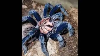 Xenesthis sp Blue feeding