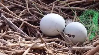 Bird Hatching || Watch Bird Hatching LIVE ON CAMERA! || World Tour Ug
