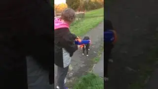 Nerf dog gun