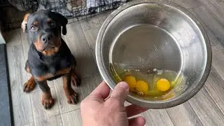 Puppy Tried Raw Eggs For The First Time