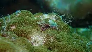 Baby sea worms