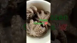 #Frozen#octopus