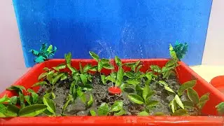 Sprinkler irrigation system working model | sprinkler project| smart automatic plant watering system