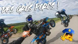 UN TROUPEAU DE SANGLIERS EN SUPERMOT' ! 🤯🐗
