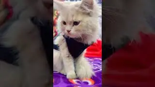 Cute video shorts #cat viral video short #funny #comedy #cat #viralvideoshort
