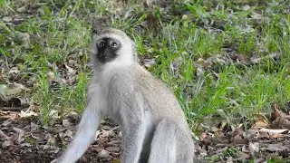 Monkeys Play on Hammock at Ilkeliani Camp