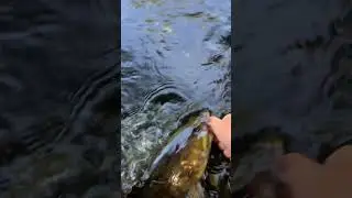 Pb smallmouth bass