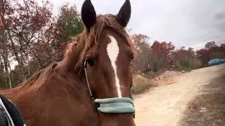 #wildride #mustang #sanctuary where we teach them to express themselves #johnparker #mustanglife 