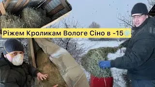 ШОК!! ТЮКИ ЗАМЕЛО СНІГОМ -15❄️ НА ДВОРІ! ЖДЕМ СВІТЛО ТА РІЖЕМ ВОЛОГЕ СІНО КРОЛИКАМ НА КОРМ!